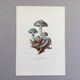 Botanical Illustration Mushrooms Strophaire Vintage Print 60s