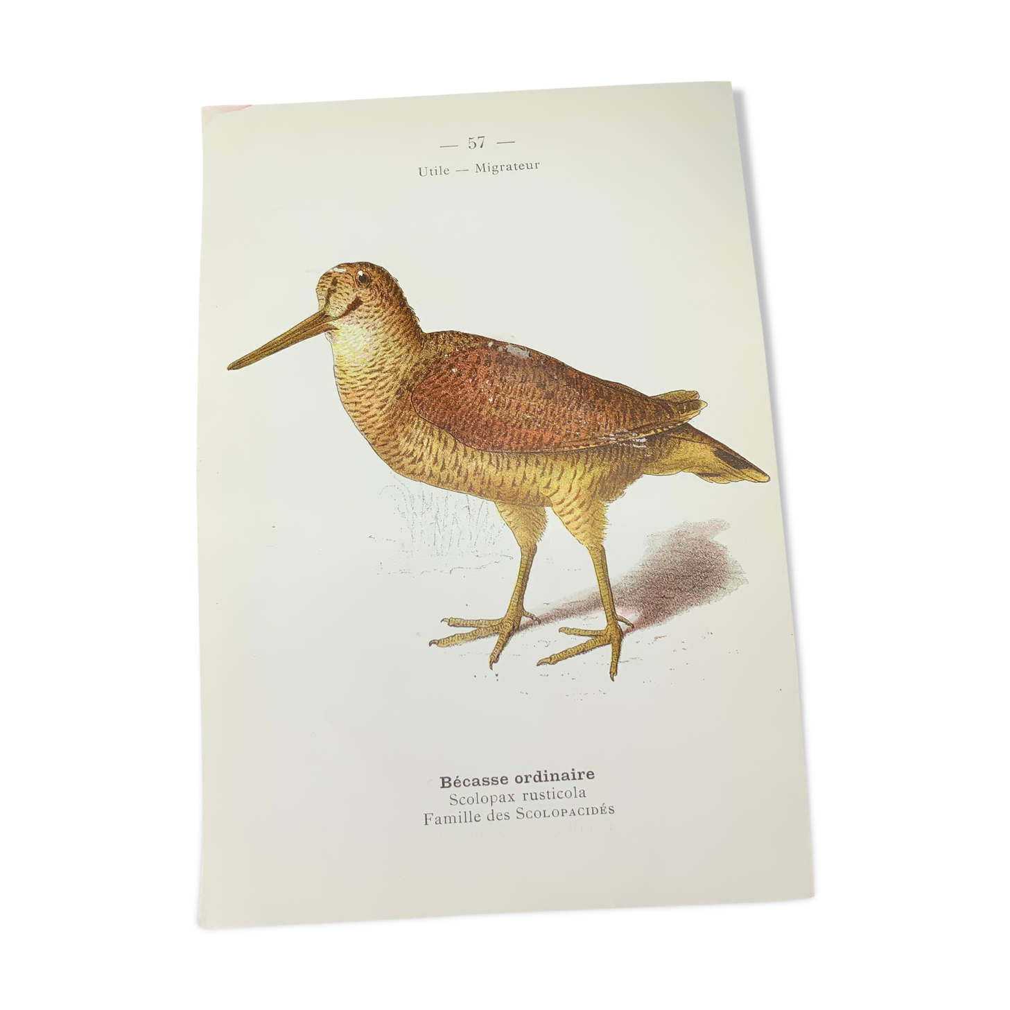 Naturalist plate old birds double-sided engraving work 1908 G. Denise