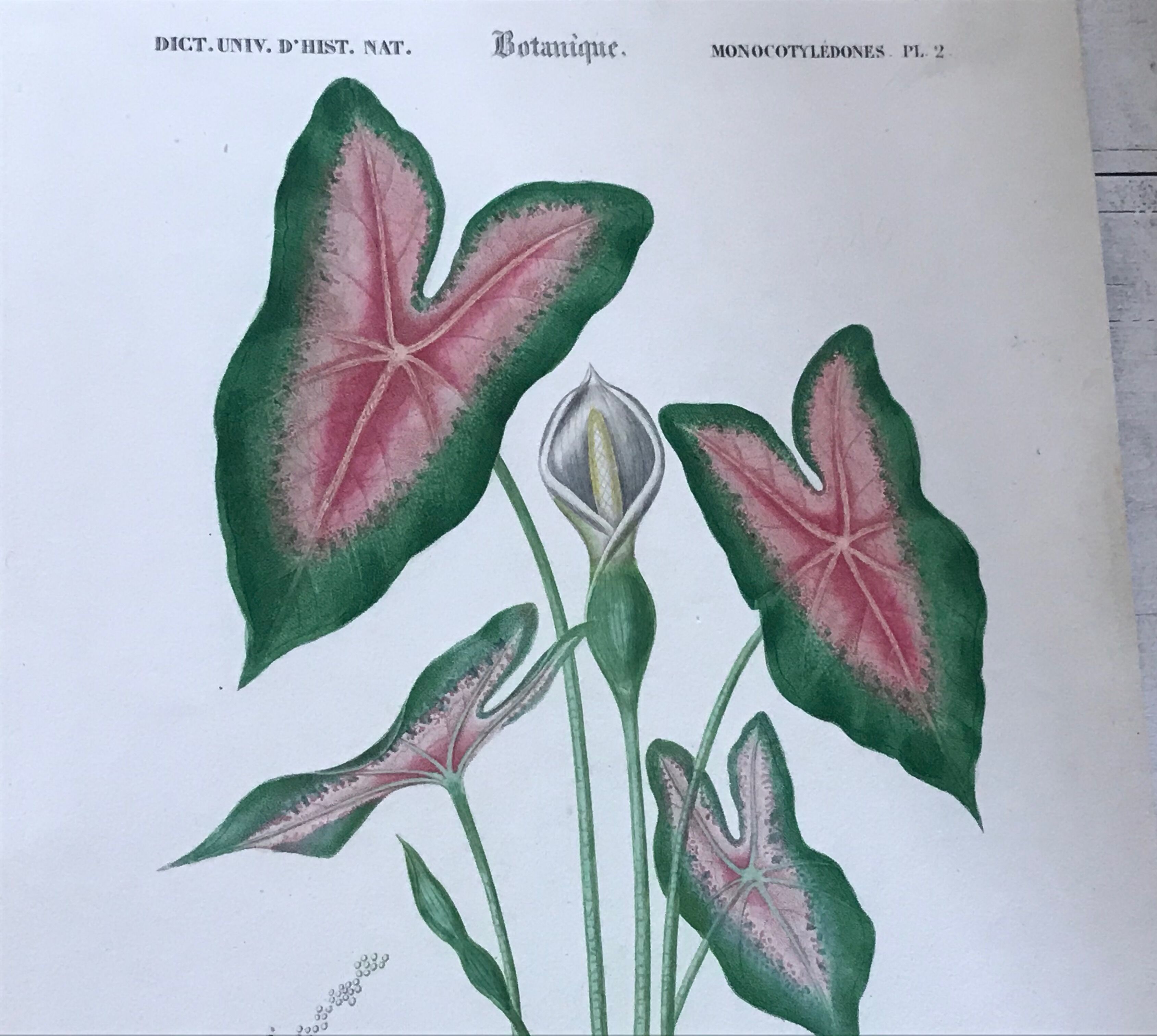 Trio of 19th-century botanical engravings