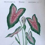 Trio of 19th-century botanical engravings