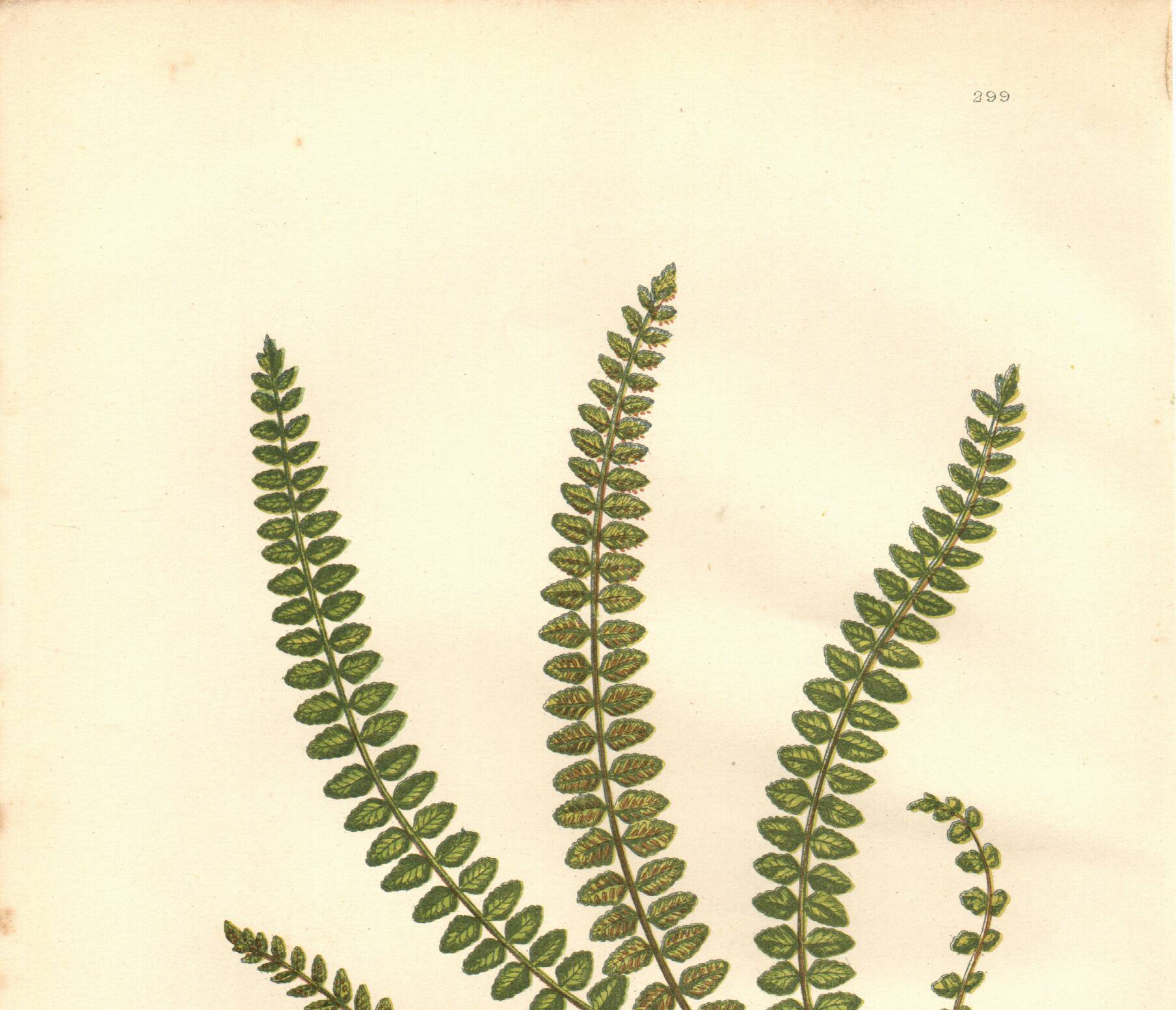 Engraving from 1889 - British Ferns by A. Pratt - Vintage lithograph