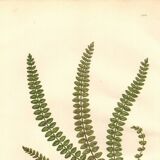 Engraving from 1889 - British Ferns by A. Pratt - Vintage lithograph