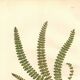 Engraving from 1889 - British Ferns by A. Pratt - Vintage lithograph