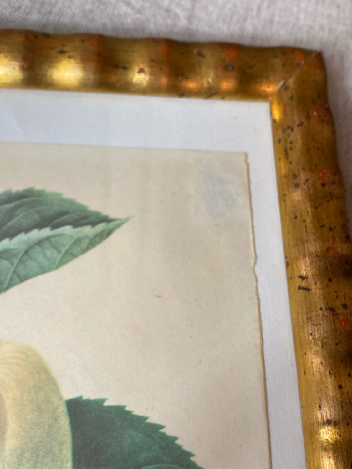 Botanical poster, Langlois print, Royal apple of England