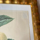 Botanical poster, Langlois print, Royal apple of England