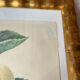 Botanical print, Langlois print, Royal Apple of England