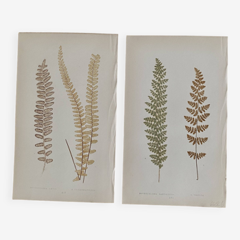 Gravures botaniques,  1861, Robert Lowe