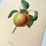 Gravure ancienne de fruits -1955- Pomme Calville- Par P.J Redouté. Vintage