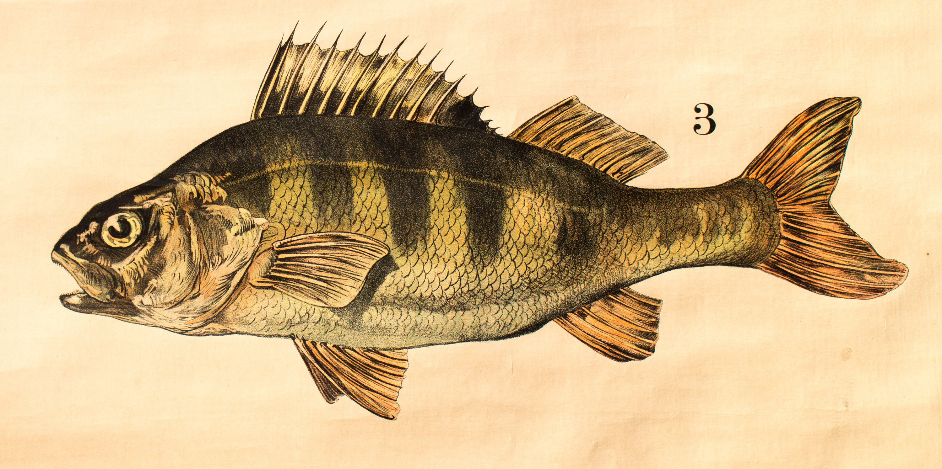Displays educational fish