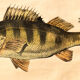 Displays educational fish