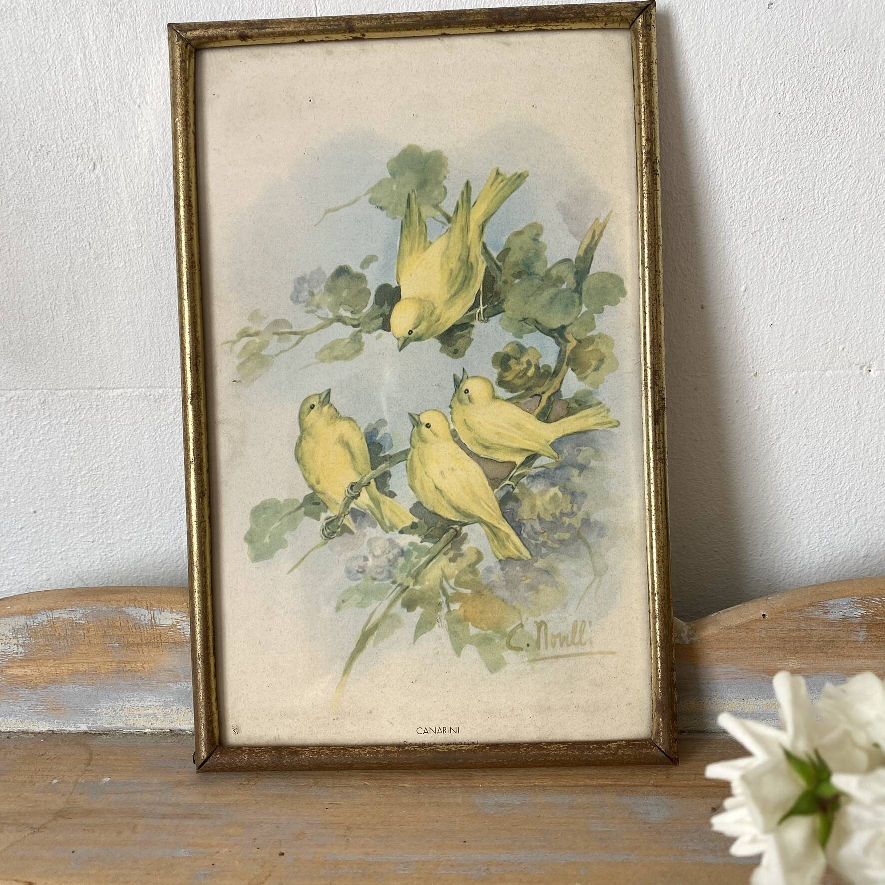 Framed zoological engraving of canary birds.