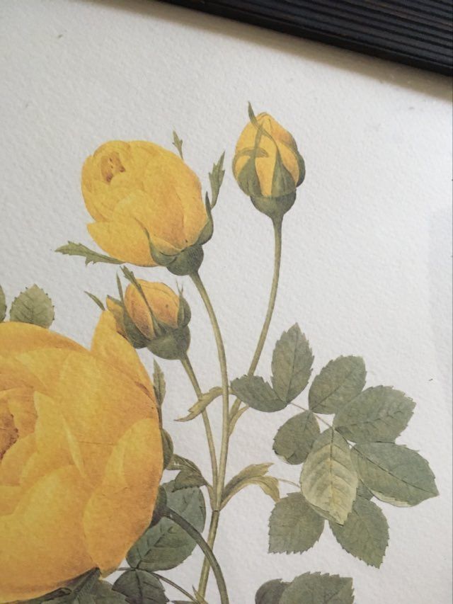 Redoute"Rosa sulfurea botanical plank