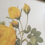 Redoute"Rosa sulfurea botanical plank