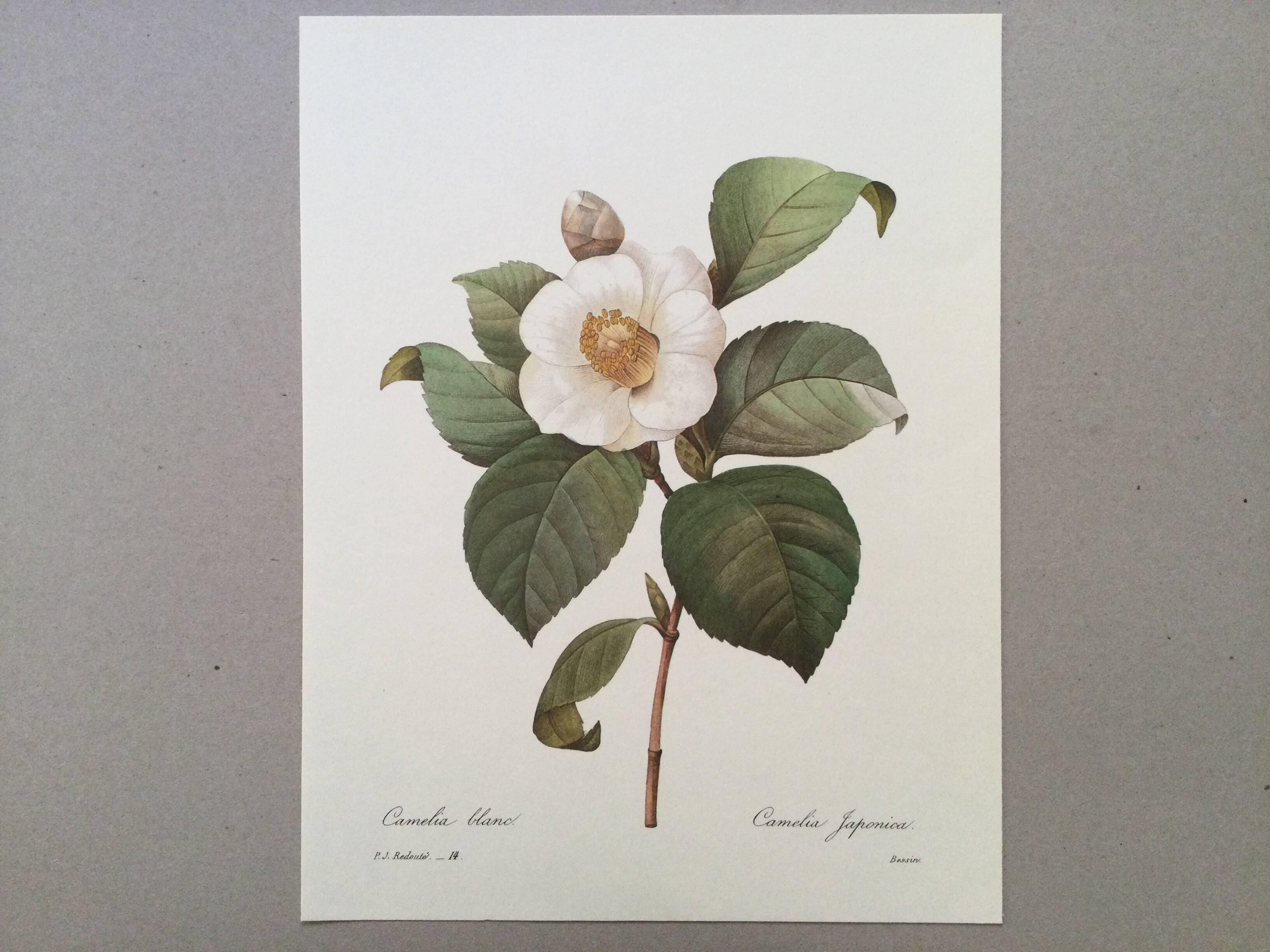 Botanical illustration White Camellia flower - vintage print from the 1960s