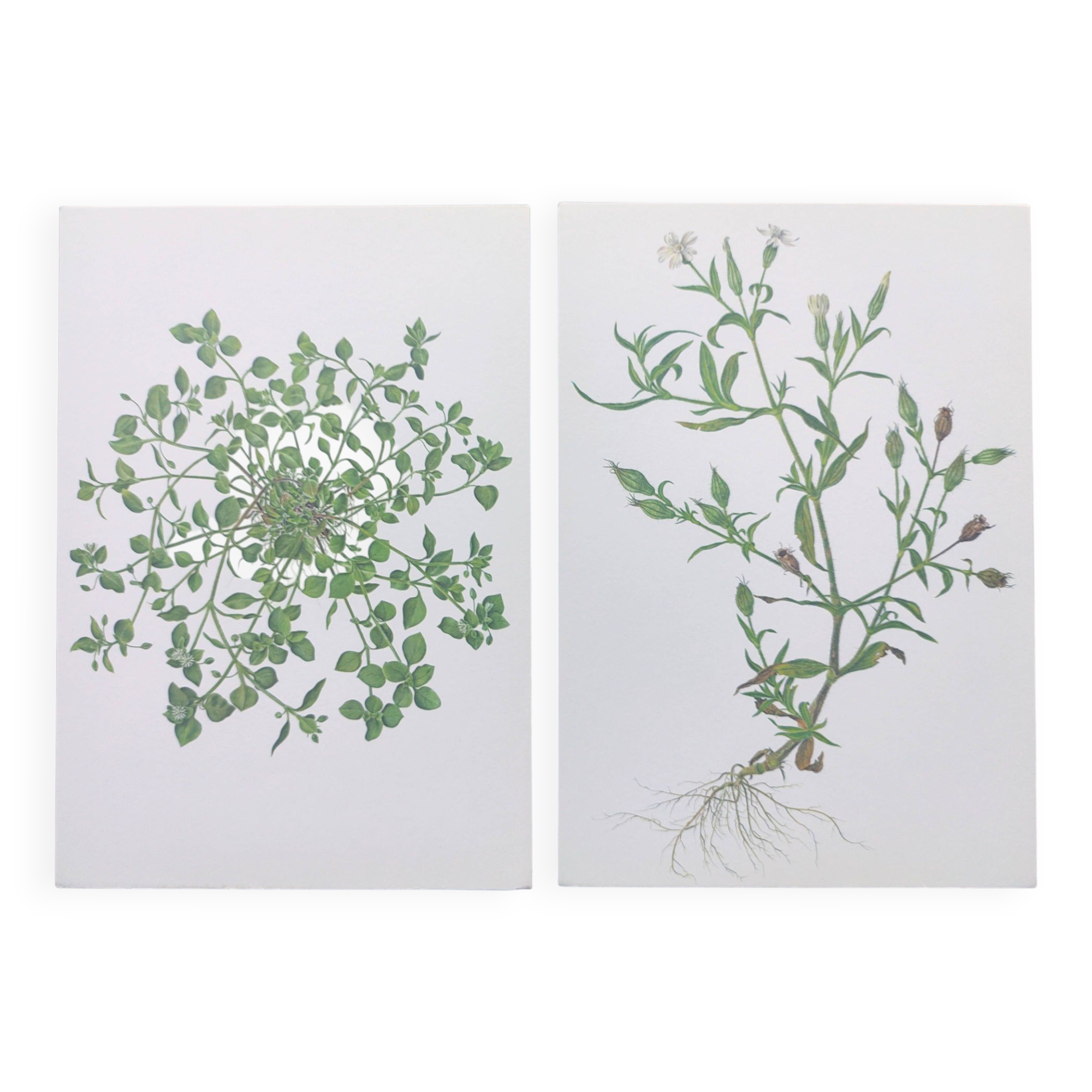 Lot of 2 vintage botanical illustrations from 1978 - including Stellaire - plant and herb plates