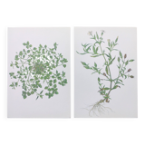 Lot of 2 vintage botanical illustrations from 1978 - including Stellaire - plant and herb plates