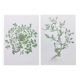 Lot of 2 vintage botanical illustrations from 1978 - including Stellaire - plant and herb plates