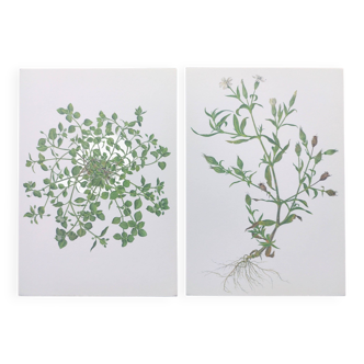 Lot de 2 Illustrations botaniques vintage de 1978 - dont Stellaire - planches de plante et herbes