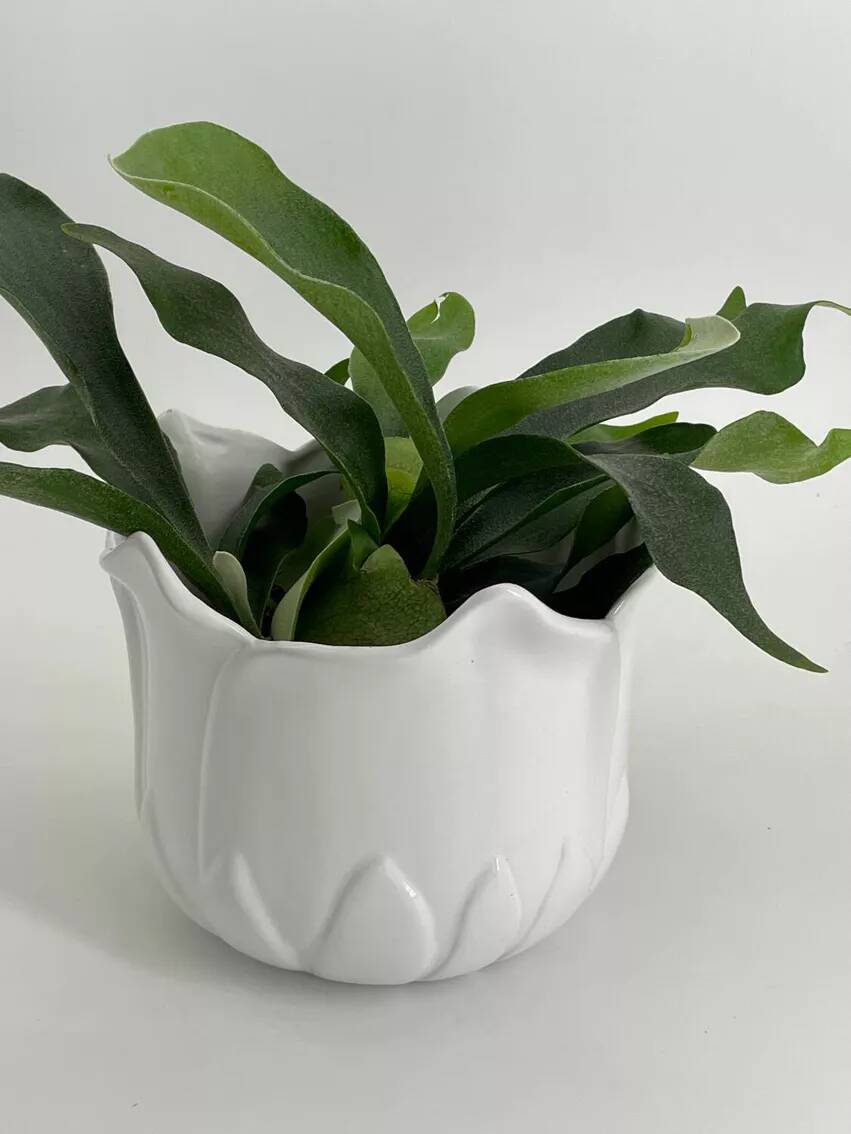 Cache-pot vintage en forme de tulipe en porcelaine blanche