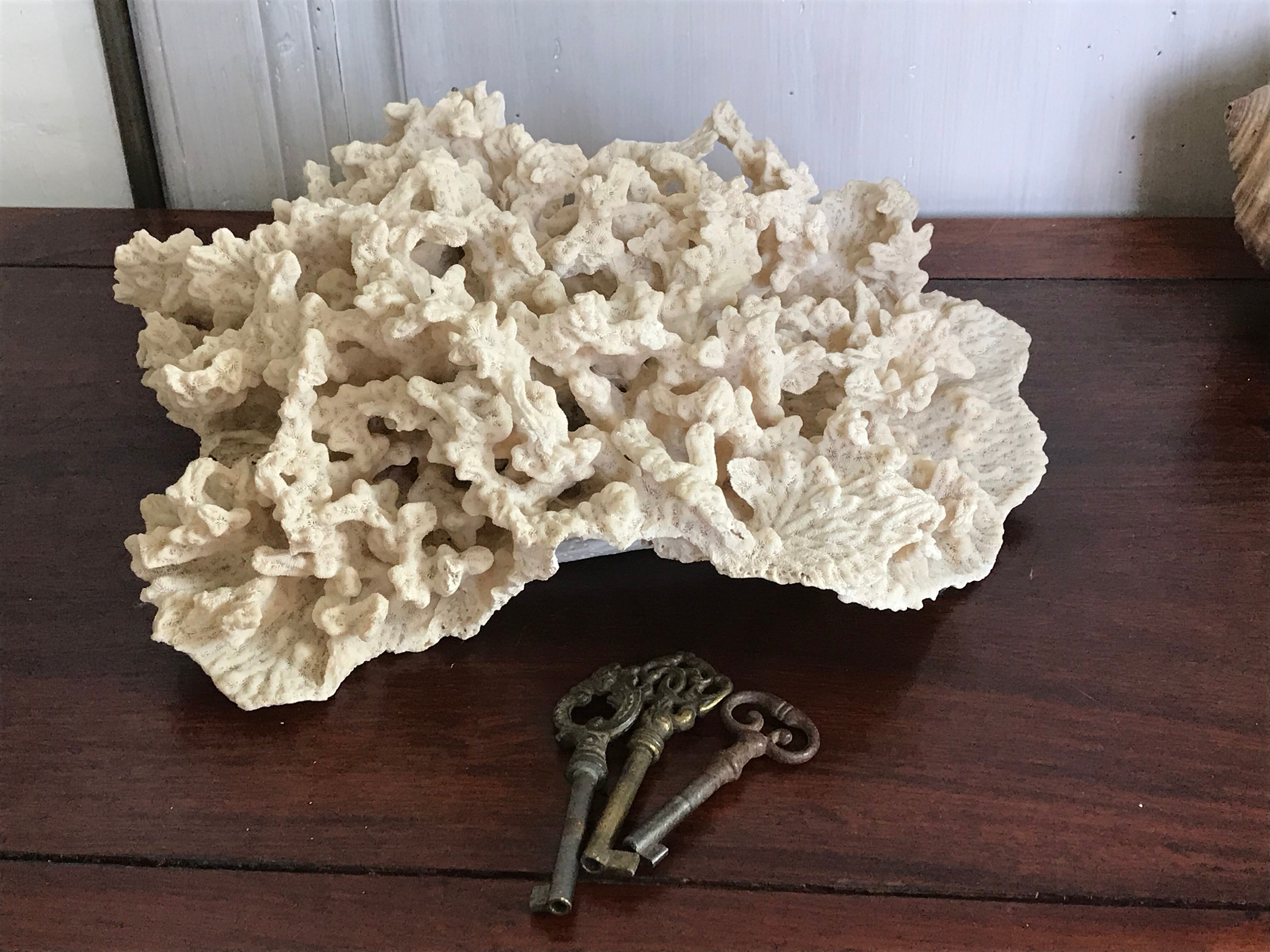Ancient white coral 27X20 cm