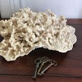 Ancient white coral 27X20 cm
