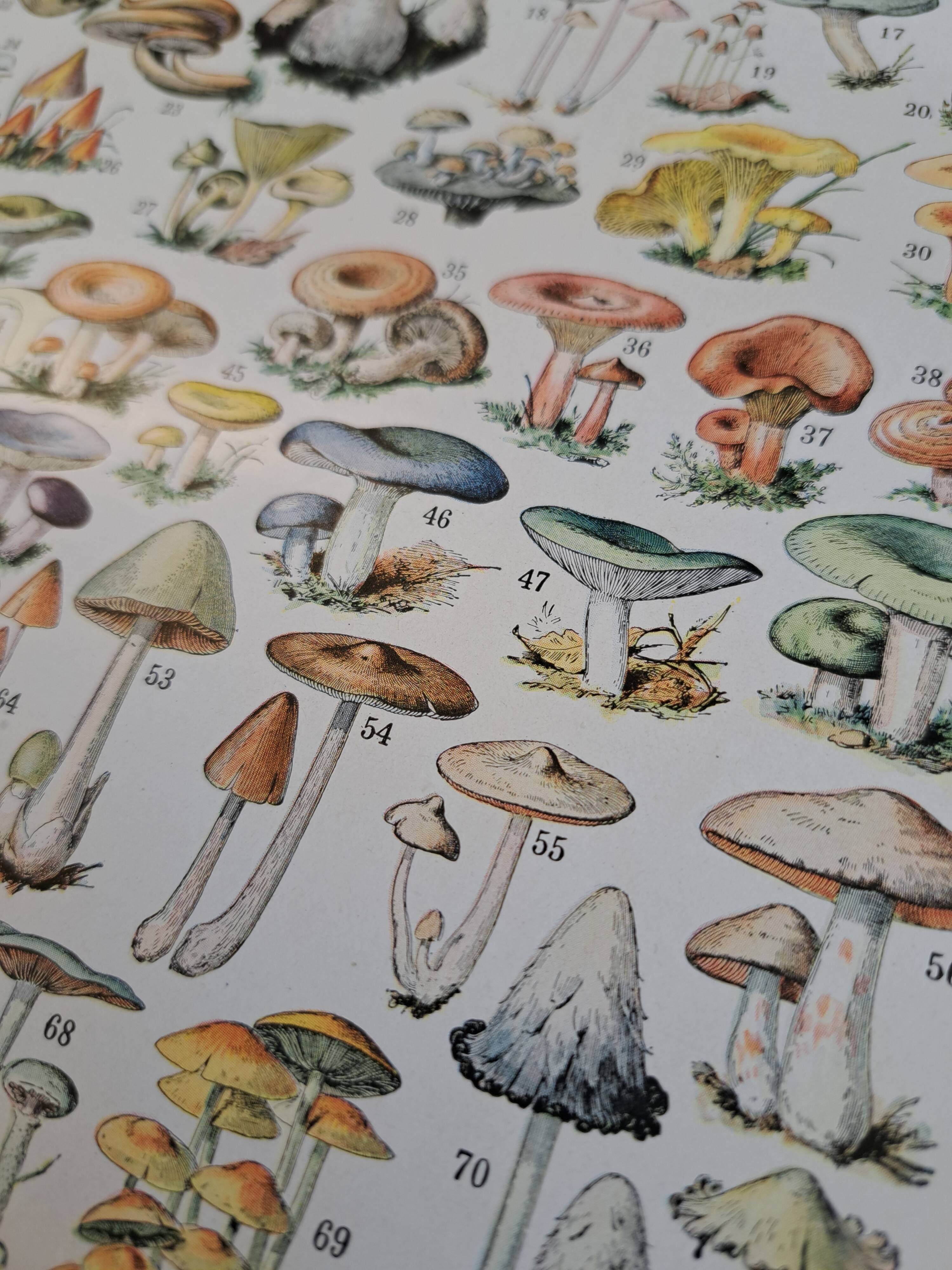 Ancienne planche botanique champignons, 1930