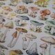Ancienne planche botanique champignons, 1930
