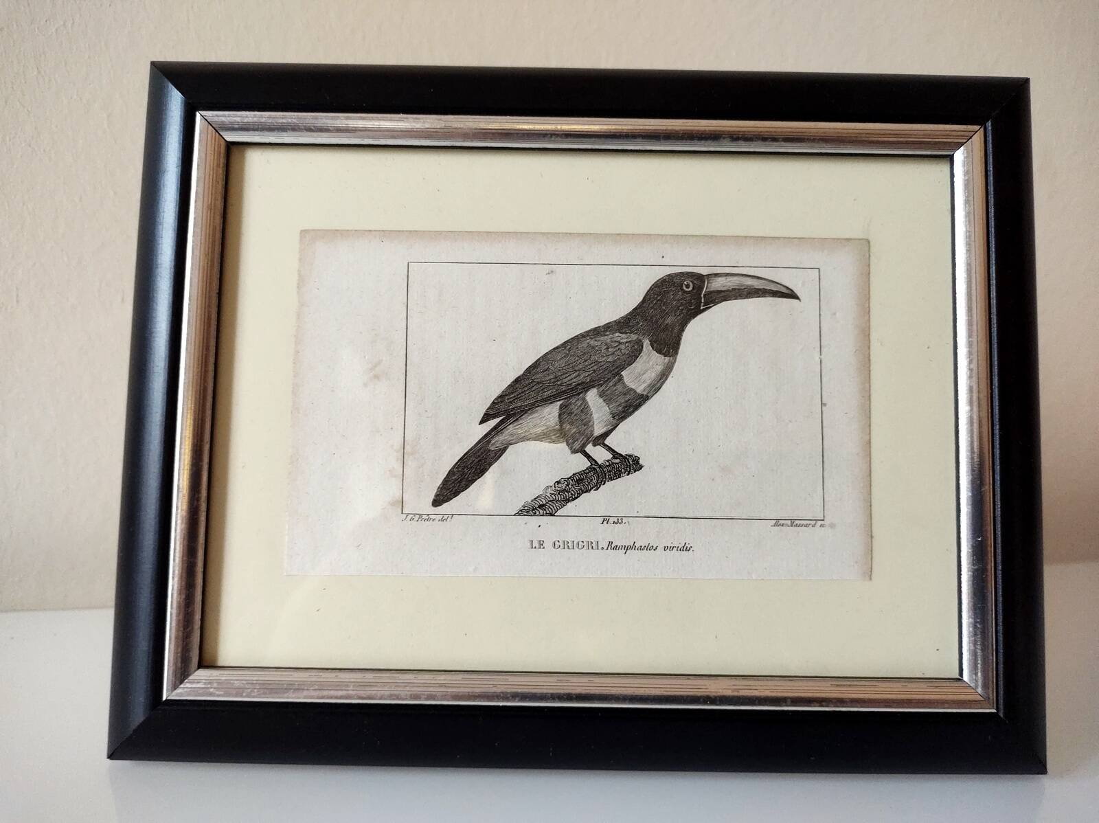 Small bird engraving from 1830 - Le Grigri - ornithological plate