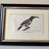 Small bird engraving from 1830 - Le Grigri - ornithological plate