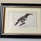 Small bird engraving from 1830 - Le Grigri - ornithological plate