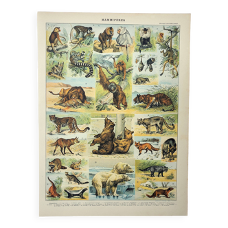 Antique engraving 1898, Mammals 2, animals, zoology • Lithograph, original illustration