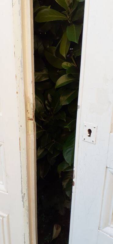 Pair of old cupboard doors h233x86cm each