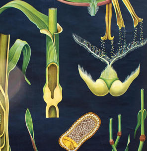 School Wall Poster by Jung-Koch-Quentell "Cereals" 1972