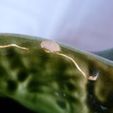 Pitcher dabbling cabbage leaf