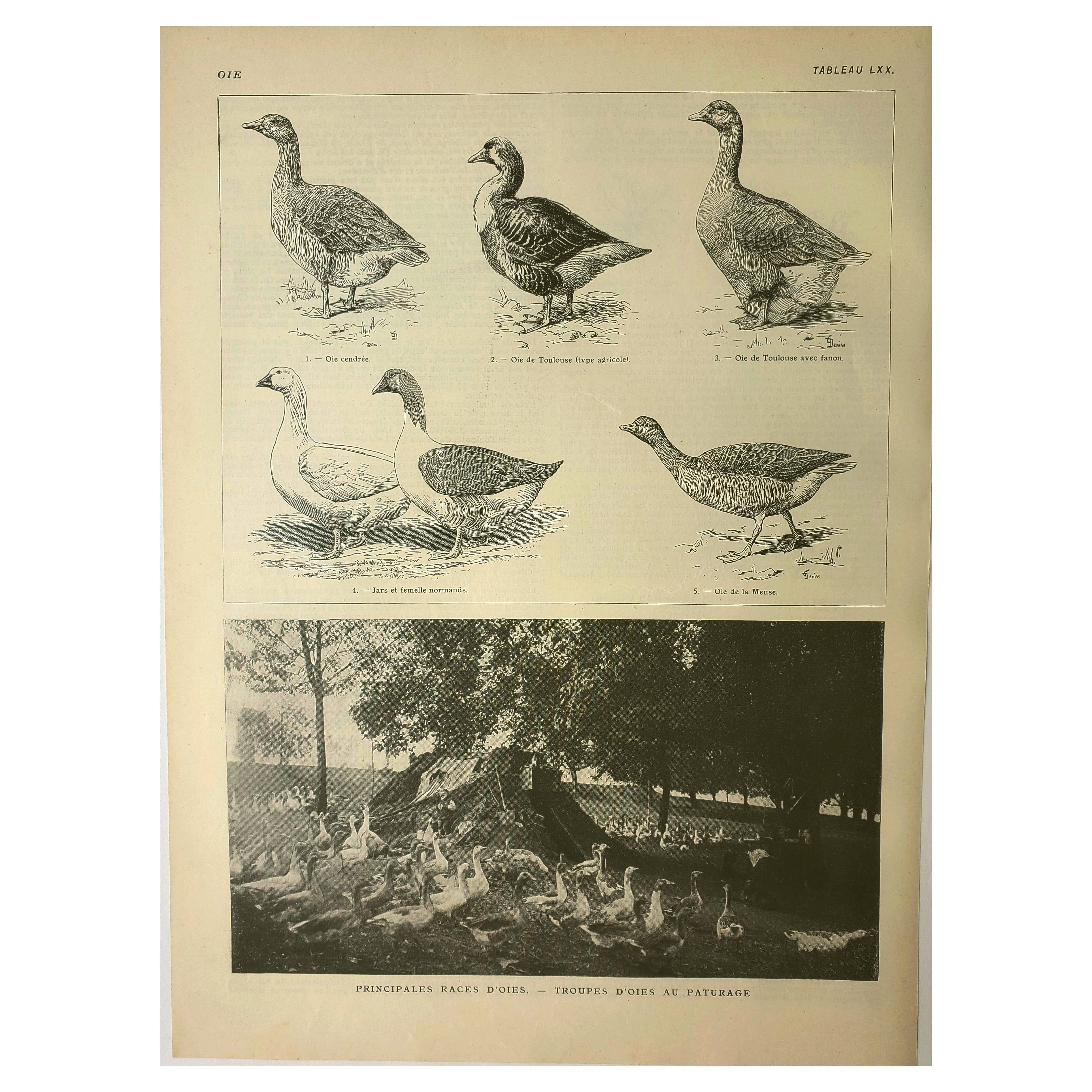 Antique engraving from 1921. Serving trolley - Farm goose. Vintage illustration