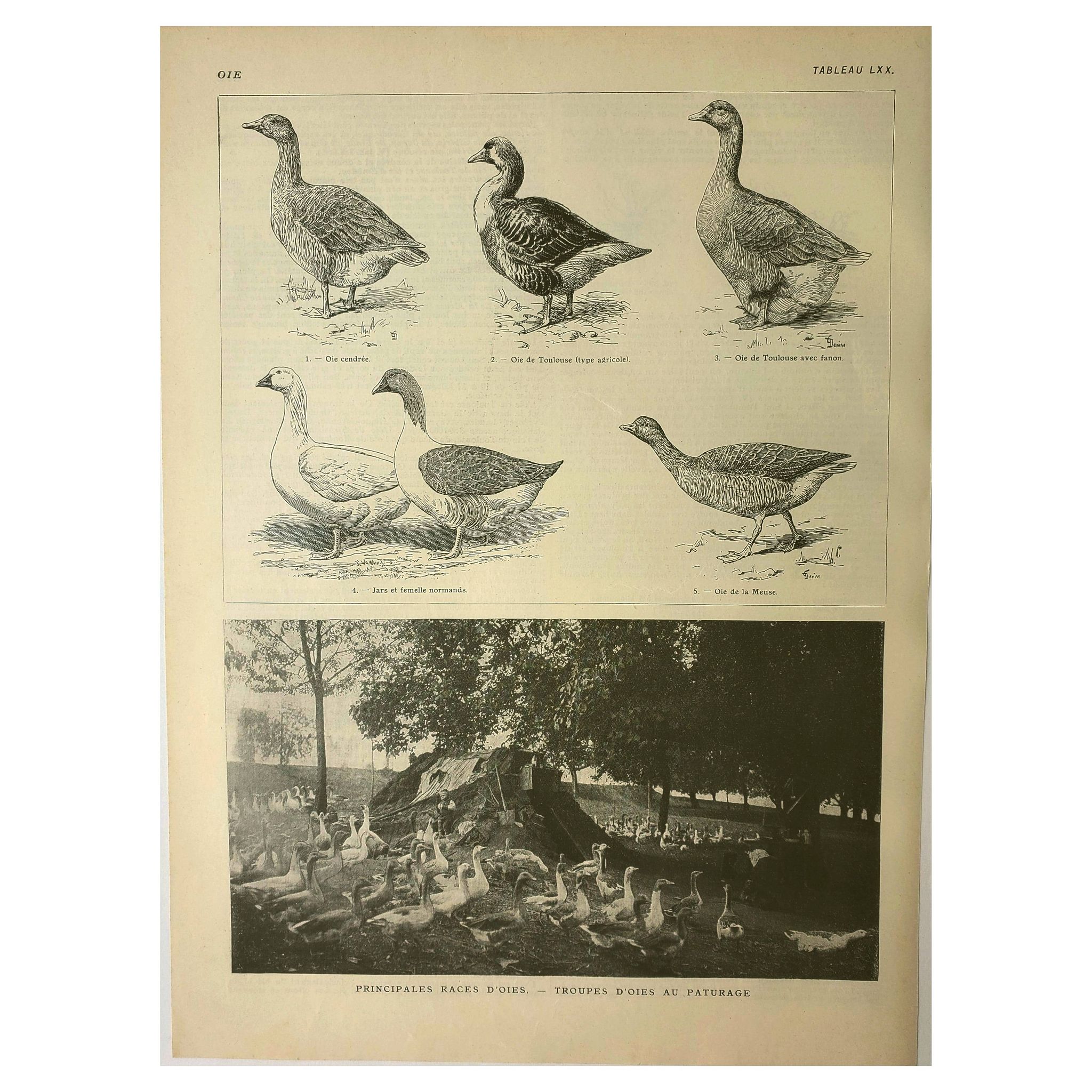 Antique engraving from 1921. Serving trolley - Farm goose. Vintage illustration