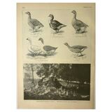 Antique engraving from 1921. Serving trolley - Farm goose. Vintage illustration