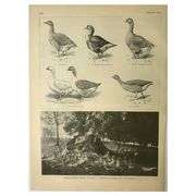 Antique engraving from 1921. Serving trolley - Farm goose. Vintage illustration