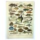 Antique engraving 1897 A. Millot - Fish 1, marine animals