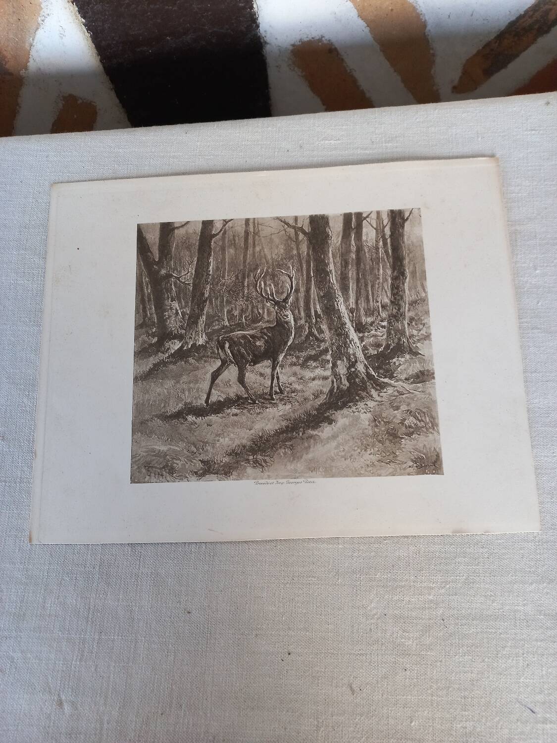 Illustration sepia " cerf"