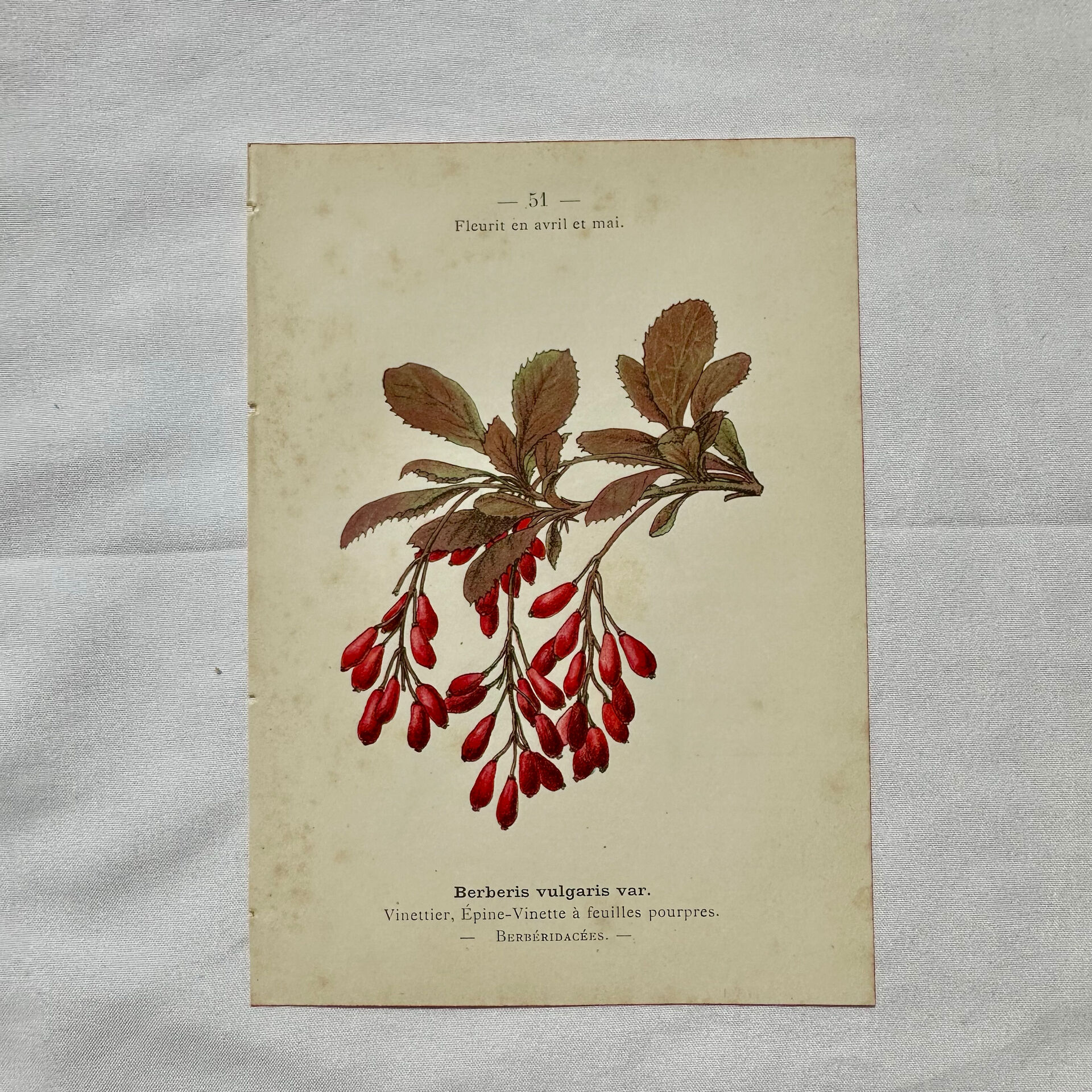 19th-century botanical engraving, double-sided, hand-coloured, plant from France.