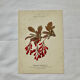 19th-century botanical engraving, double-sided, hand-coloured, plant from France.