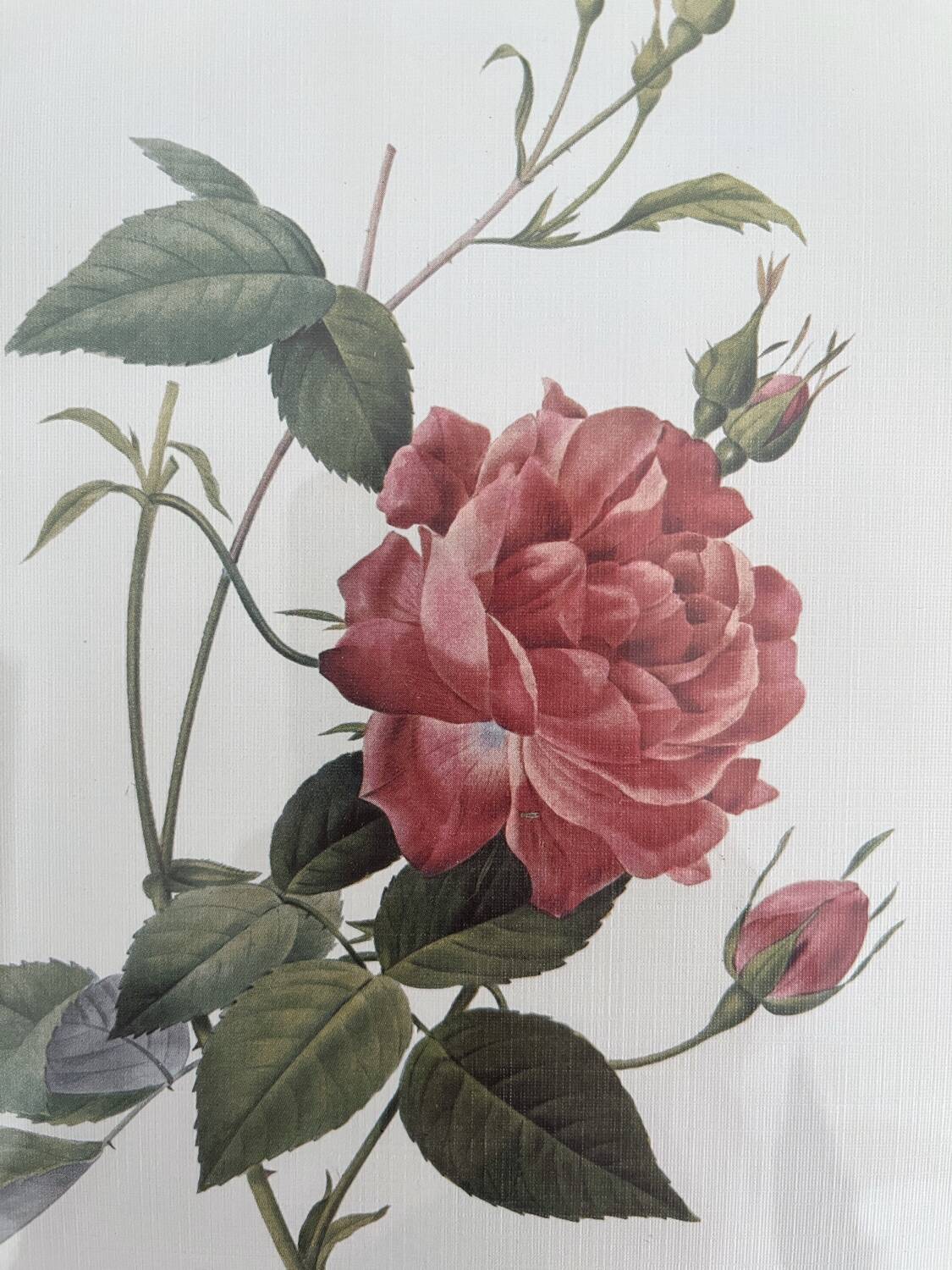 Rose Lithographs by Pierre Joseph Redouté vintage botanical posters
