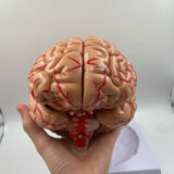 Anatomical brain model