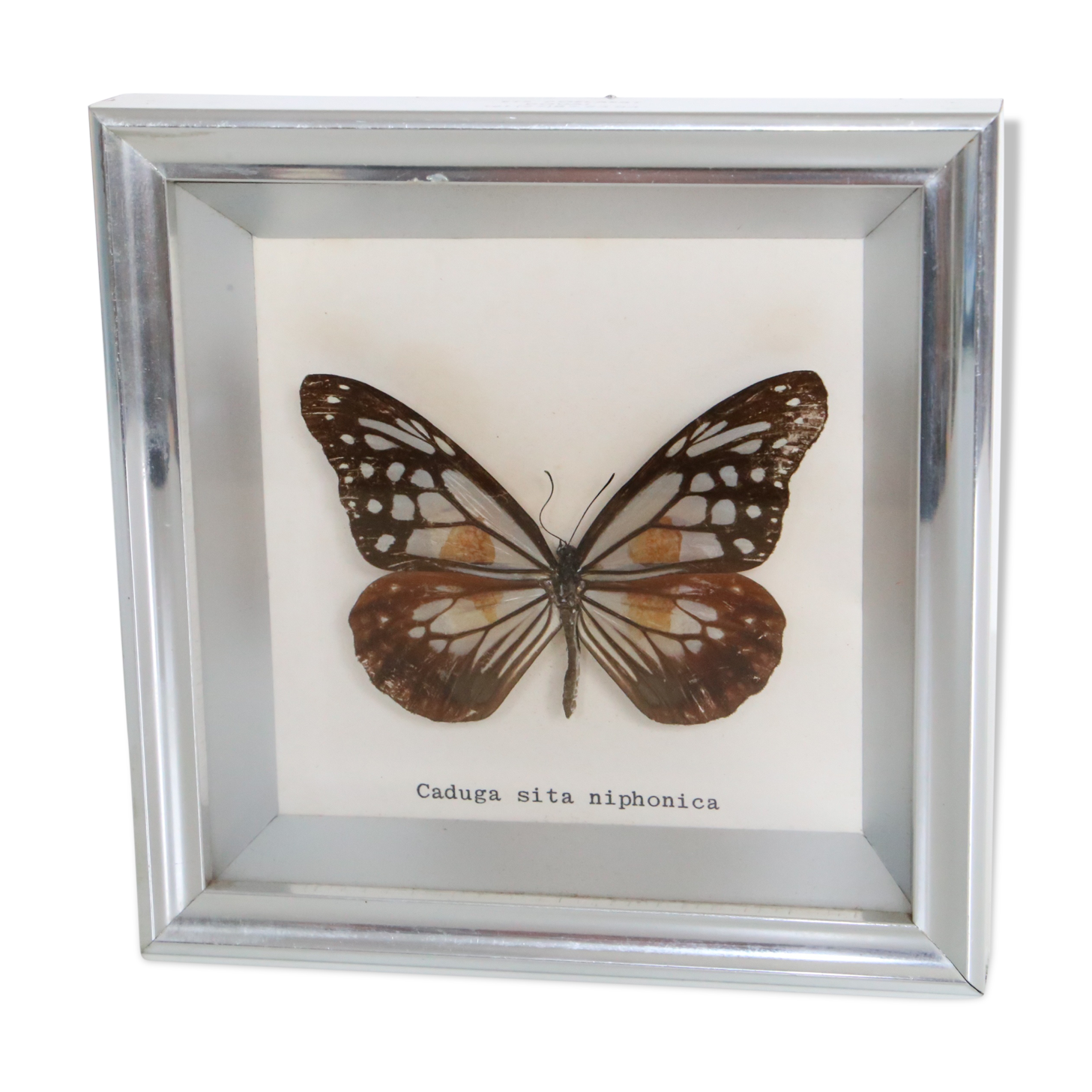 Naturalized Butterfly frame, Caduga SITA Niphonica