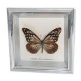 Naturalized Butterfly frame, Caduga SITA Niphonica