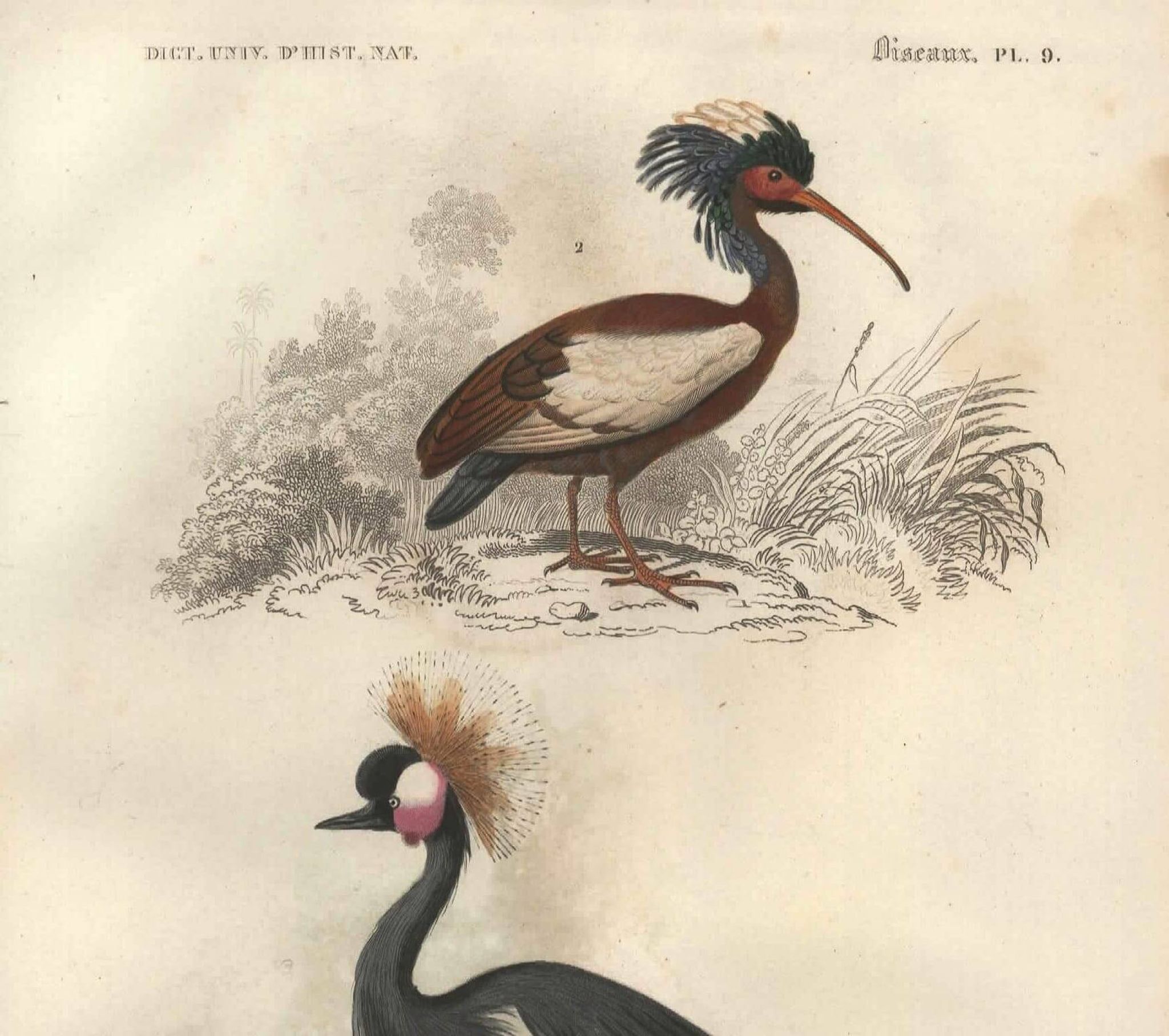 Gravure ancienne 1849 - Grue Couronnée par , Afrique, marais, parade