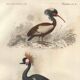 Antique engraving 1849 - Crowned Crane, Africa, marsh, parade