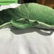 Exotic leaf fruit bowl