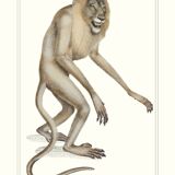 Lithograph engraving chimera animal - the mirilion